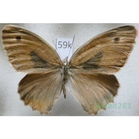 Hyponephele interposita depressa Korolew, 1995 Uzbekistan59k